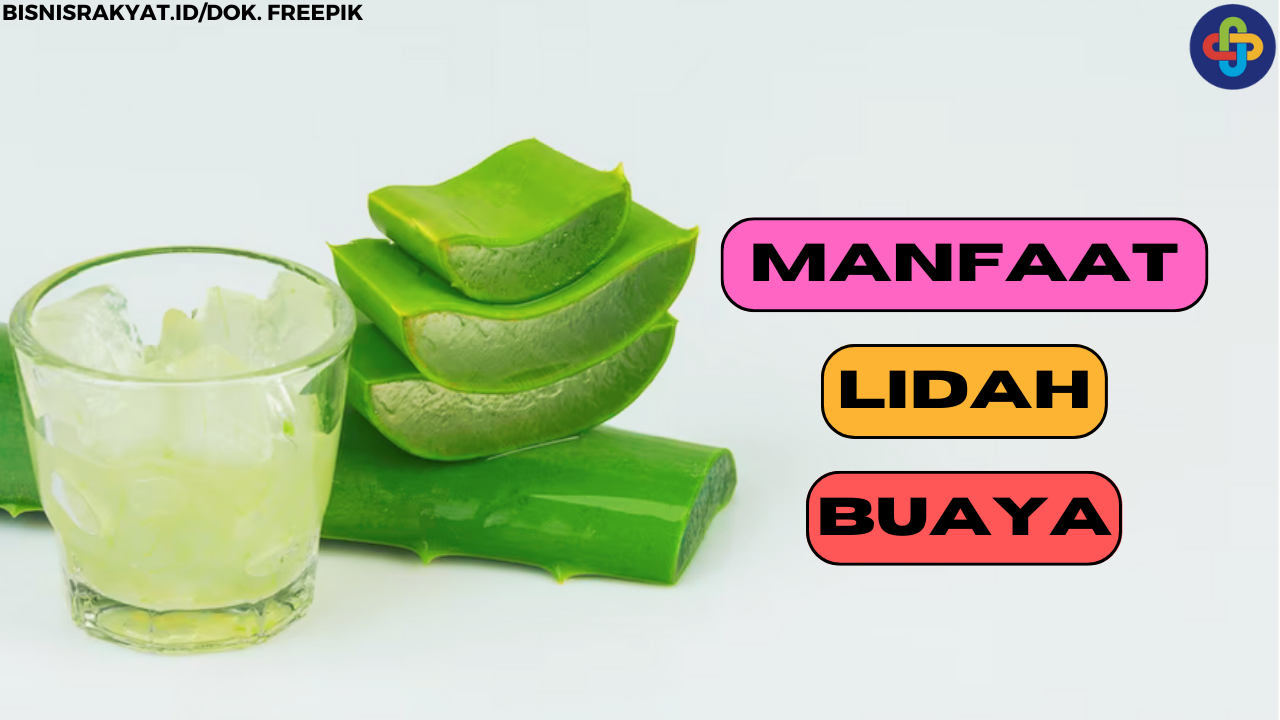 Berikut 7 Manfaat Lidah Buaya bagi Tubuh