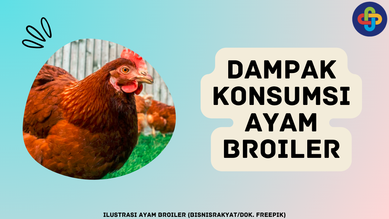 Ketahui 6 Dampak Konsumsi Ayam Broiler bagi Kesehatan