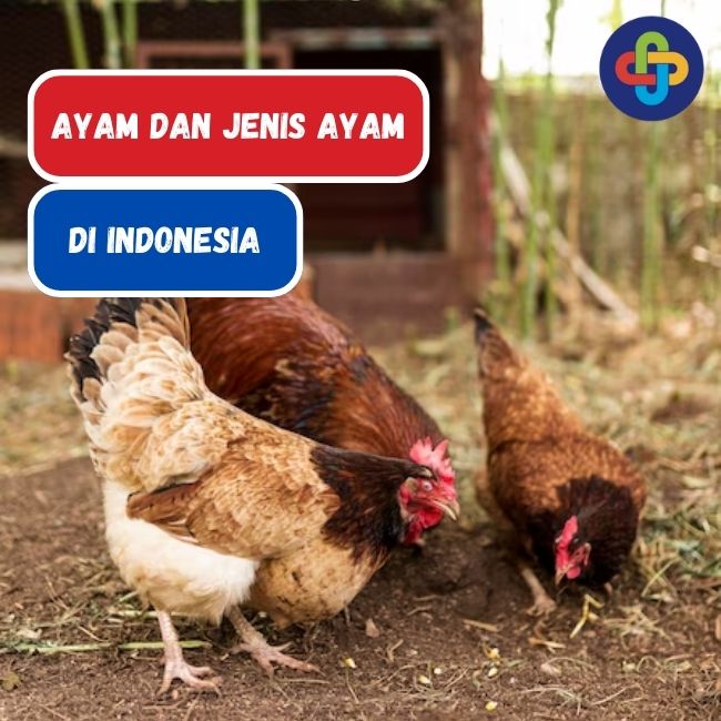 Ayam: Hewan Konsumsi dan Jenisnya di Indonesia