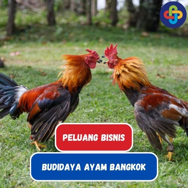 Prospek Cerah Bisnis Budidaya Ayam Bangkok di Indonesia