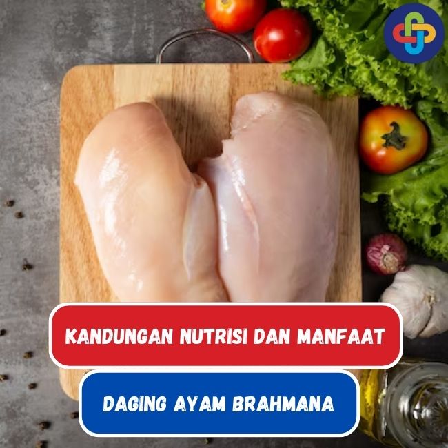 Kandungan Nutrisi dan Manfaat Kesehatan Dari Daging Ayam Brahmana
