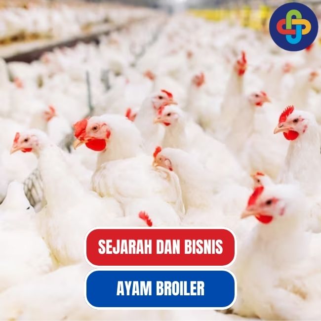 Ayam Broiler dan Dinamika Bisnis