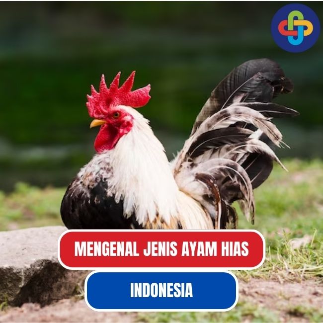 Mengenal Jenis Ayam Hias di Indonesia